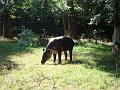 Zoo Cottbus 023